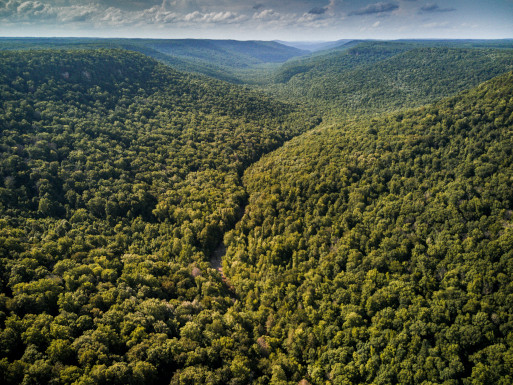 Green Rolling Tennessee hills representing Real Estate Acreage and Land opportunities in Tennessee